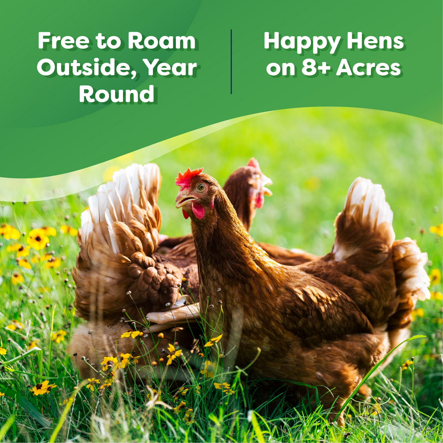 Happy Egg - Free Range Organic Large Brown Grade A Eggs - 18 count