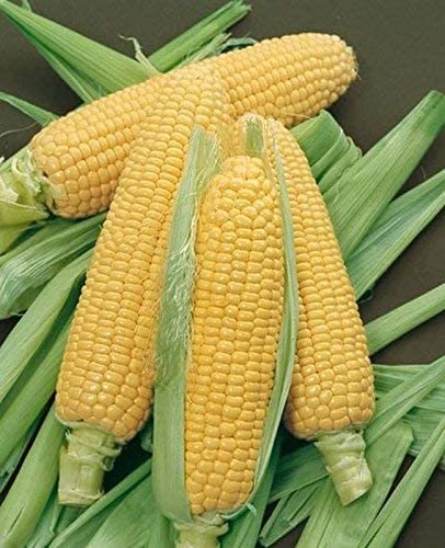 Yellow Corn On the Cob | 6 Ears