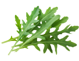 Organic Arugula – Veruca San Elijo