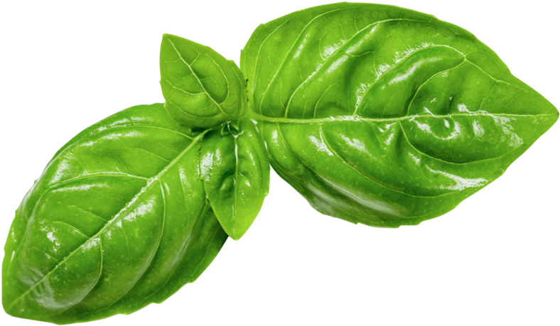 Basil | 1 clamshell