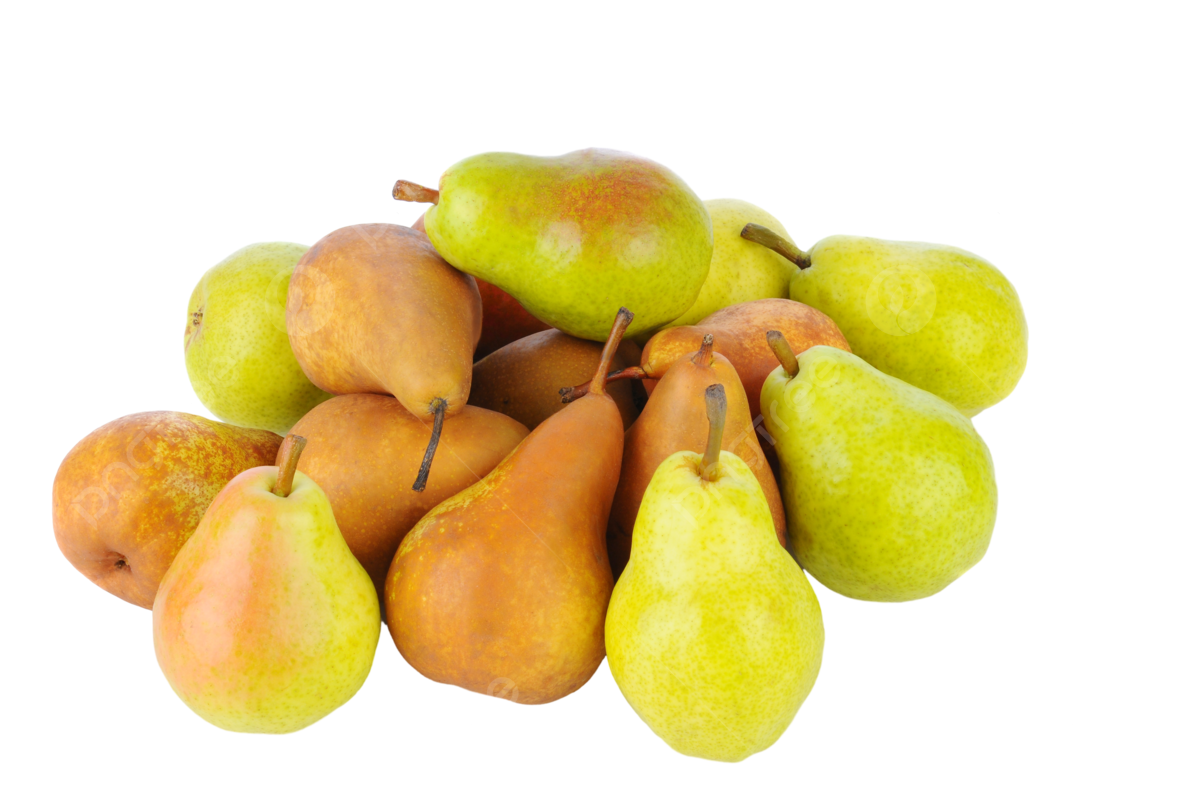 Bosc Pears, 6 count