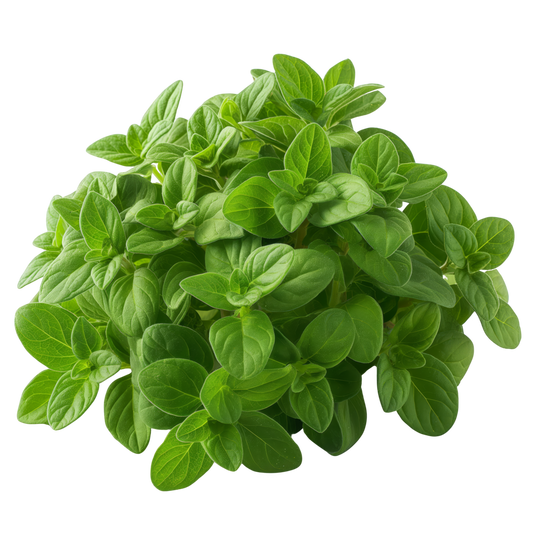 Oregano