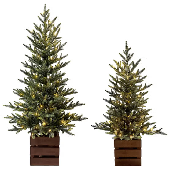 Boxed Pine Trees with Twinkle Lights, Set of 2*