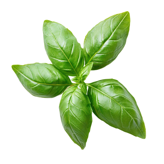 Organic Basil