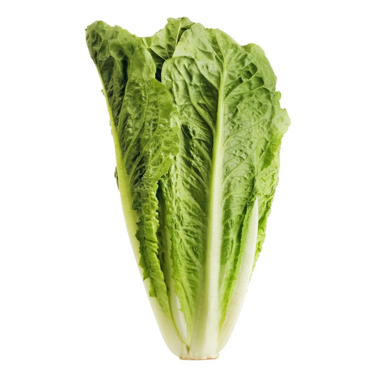 Organic Romaine Lettuce