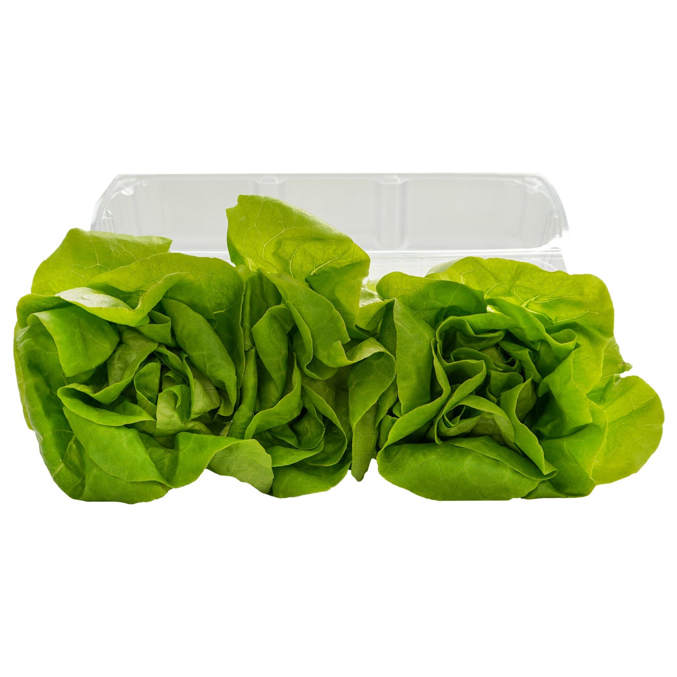 Organic Butter Lettuce, 3-count
