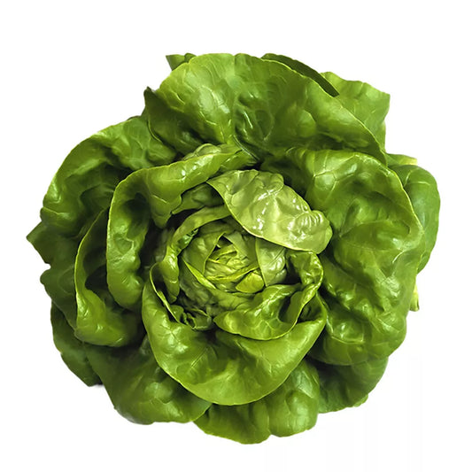 Organic Butter Lettuce