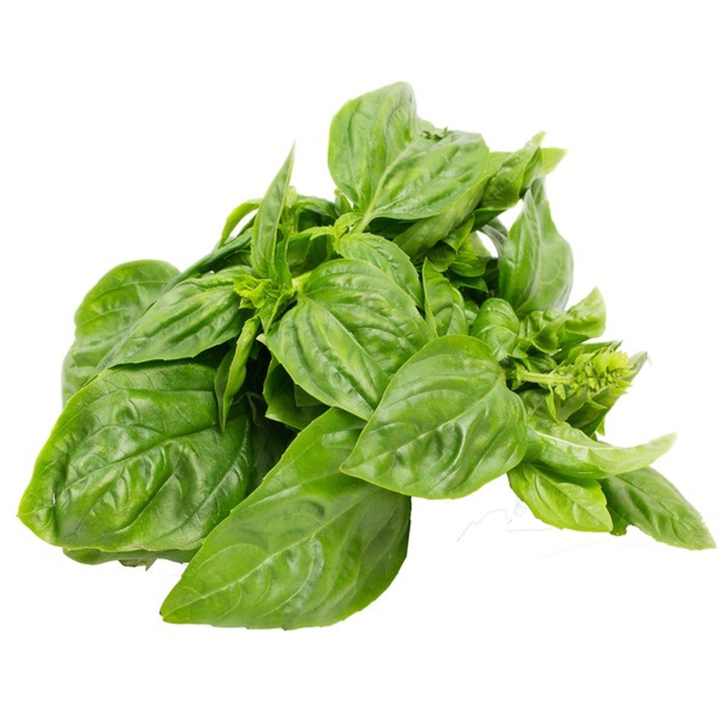 Basil | 1 clamshell 1oz